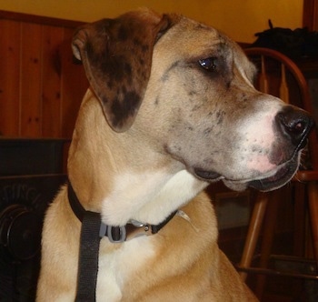 Close up head shot - A brown with white and black Saint Dane that is looking to the right.